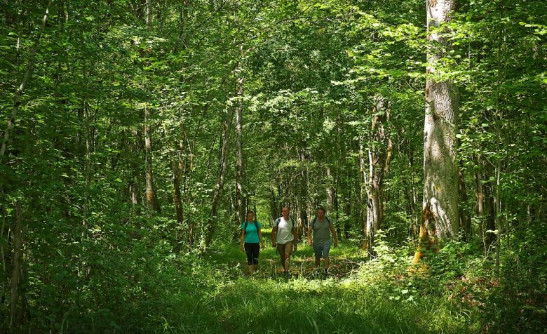 Parc National de Forêts
